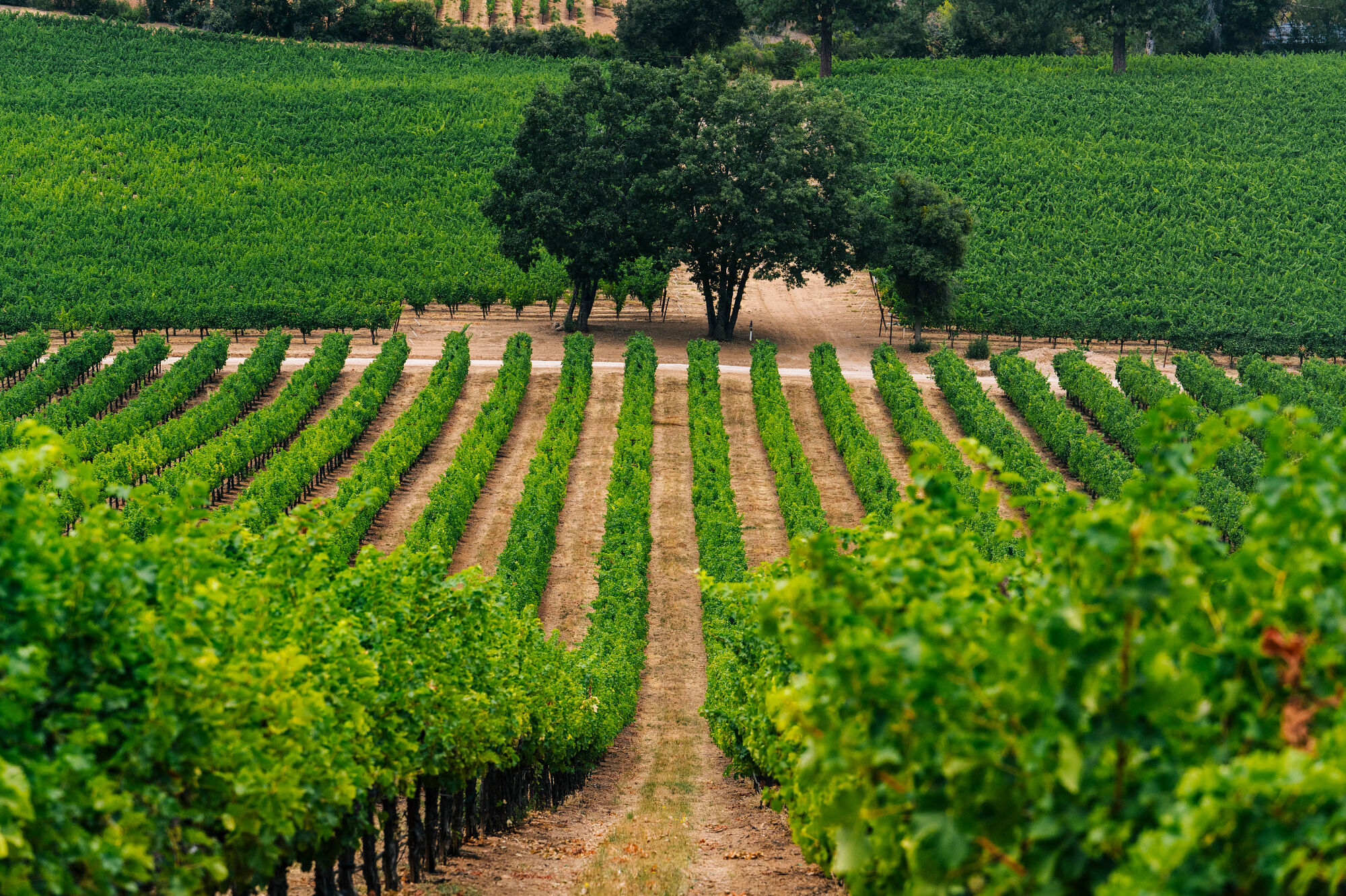 Kendall-Jackson vineyard